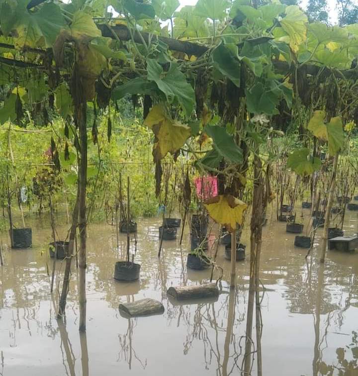 Banjir Sungai Bengalon Rusak Sayuran, Petani Alami Kerugian Jutaan Rupiah
