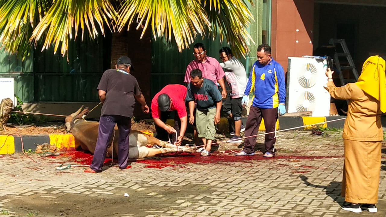 DPKD Kaltim Sembelih 3 Ekor Sapi Kurban